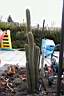 TRICHOCEREUS SPACHIANUS_1.jpg